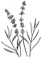 BOTANICALS & BLACKWORK