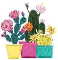 Mini - Blooming Cacti