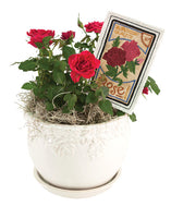 Mini - Seed Packets
