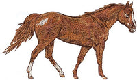 Mini - Equestrian