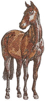 Mini - Equestrian