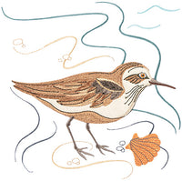 Sea Birds