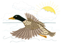 Sea Birds