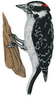 Songbirds